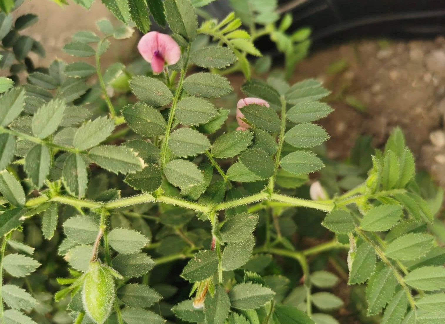 Blühende Kichererbsen