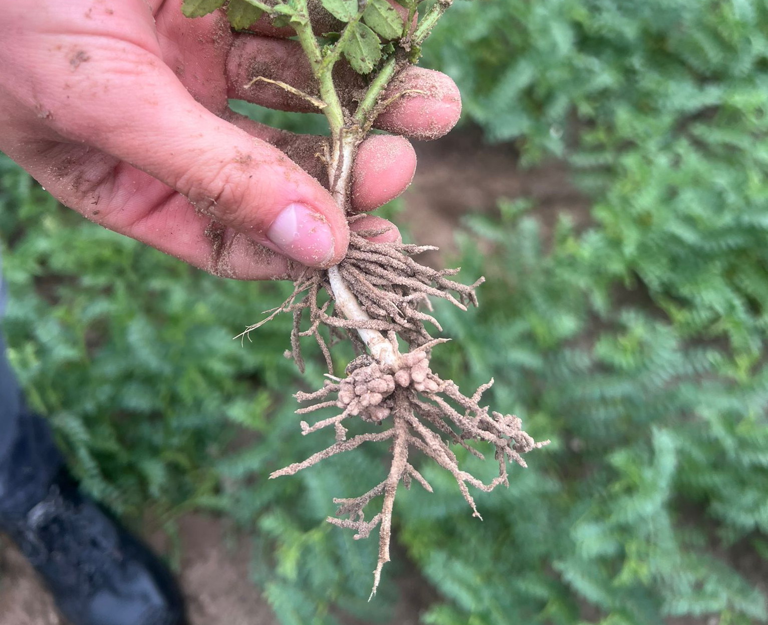 Wurzeln mit Knöllchen